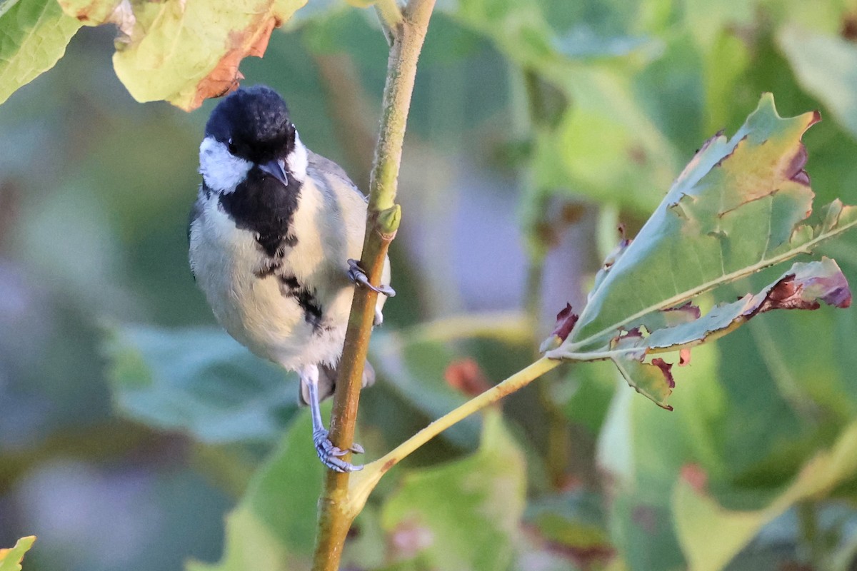 Mésange charbonnière - ML609202777