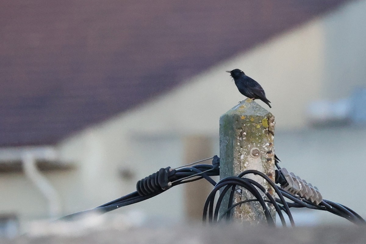 Spotless Starling - ML609202783