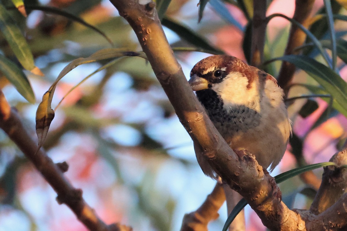 Italian Sparrow - ML609202821