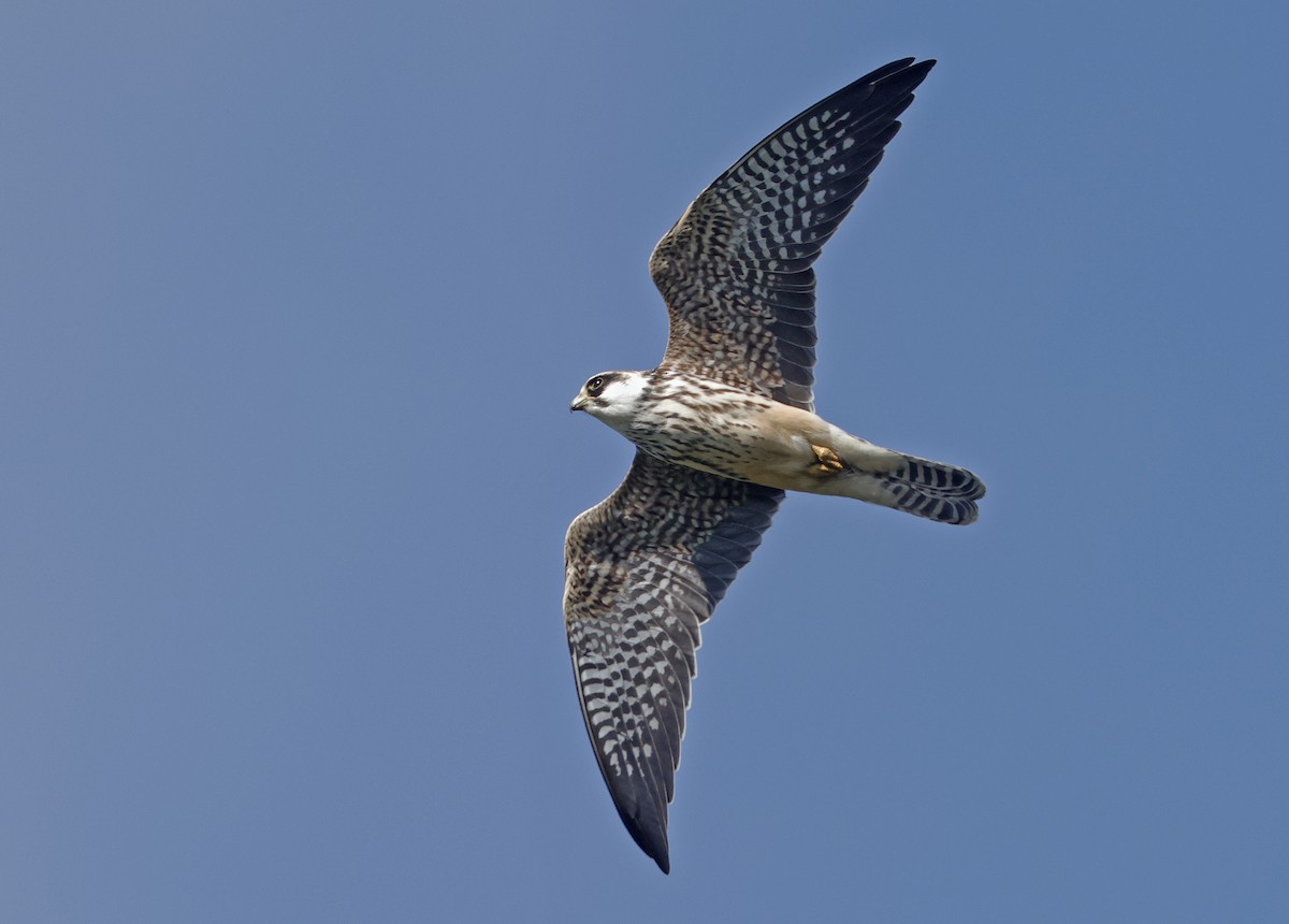 Red-footed Falcon - ML609202825