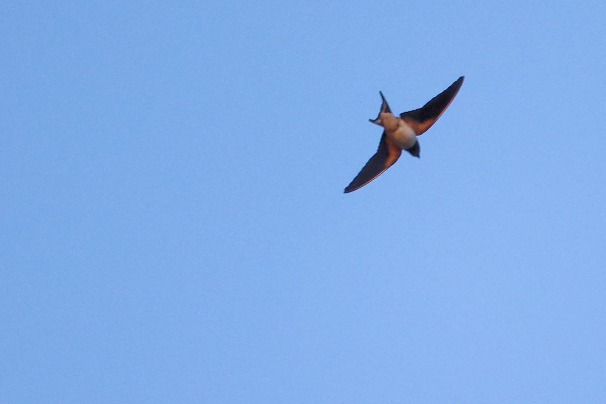 Barn Swallow - ML609202837