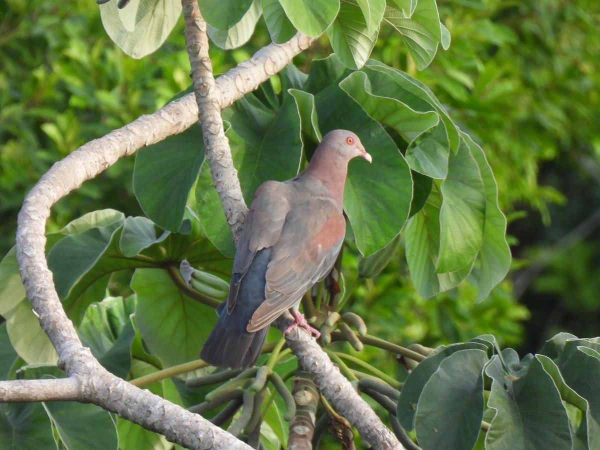 Red-billed Pigeon - Adarsh Nagda