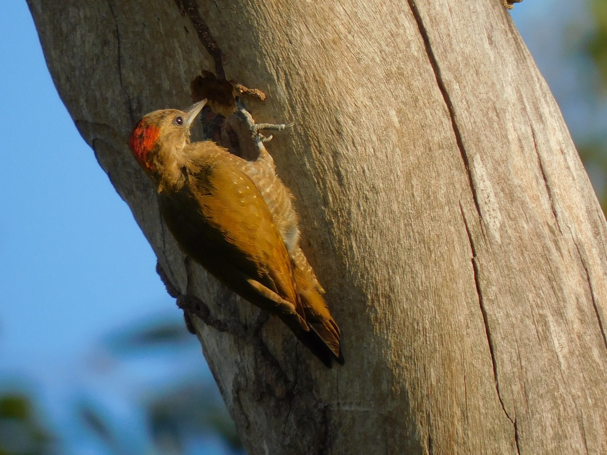 Little Woodpecker - Laura Bianchi