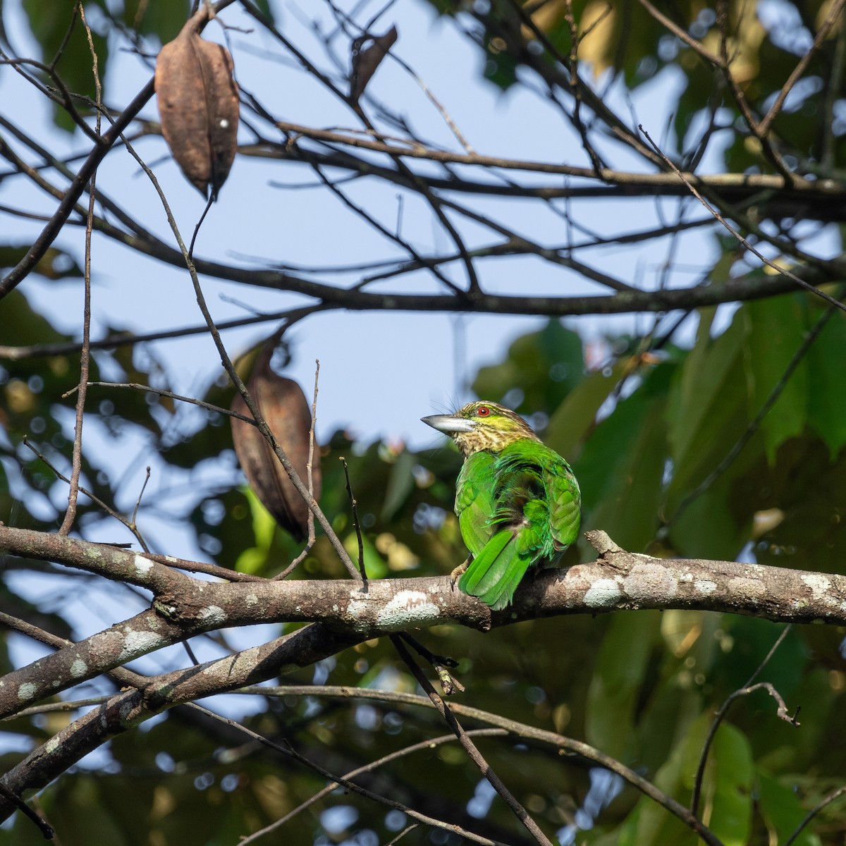 Green-eared Barbet - ML609202894