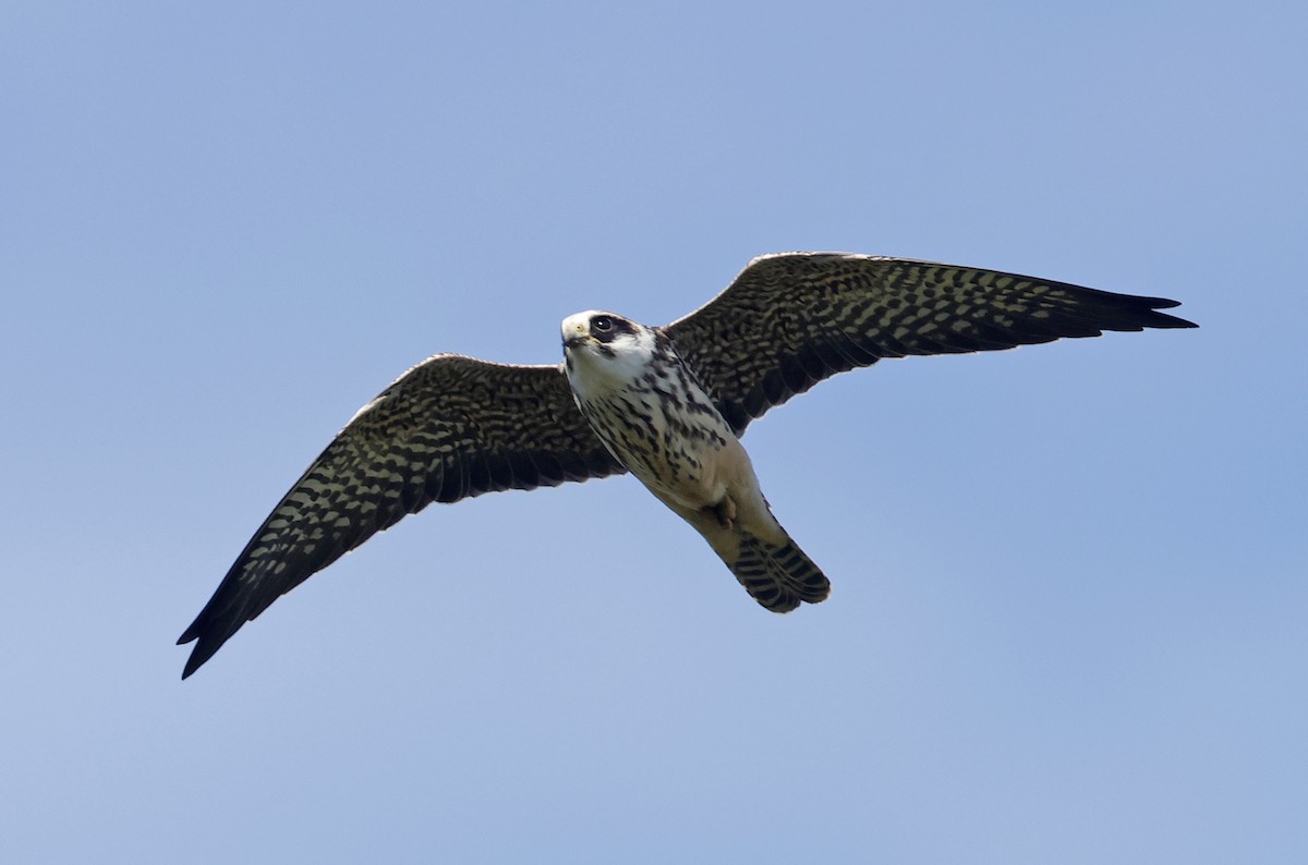 Red-footed Falcon - ML609202921