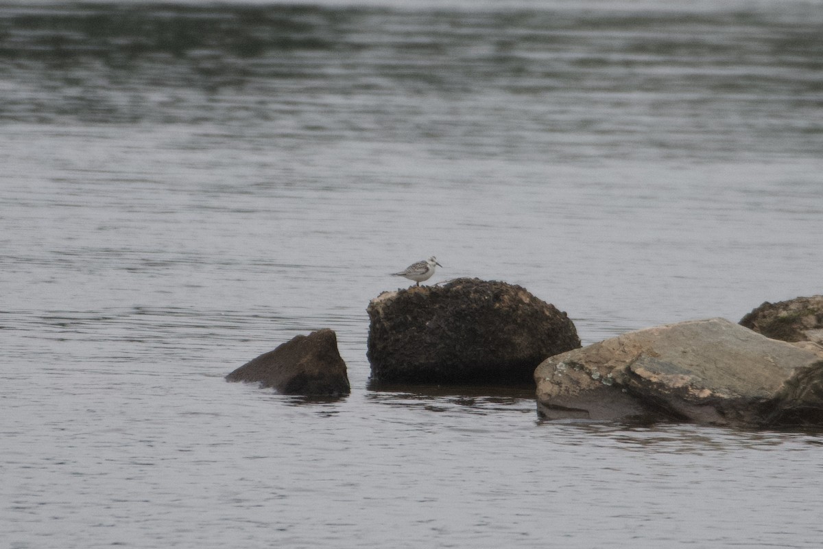 Sanderling - ML609202984