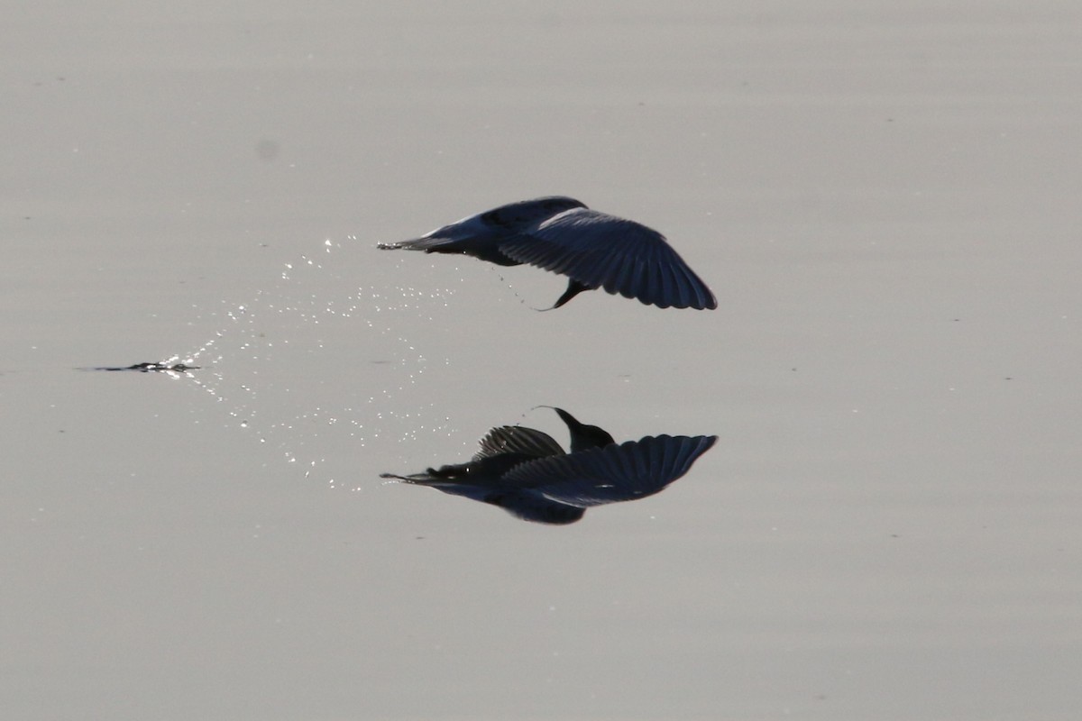 Whiskered Tern - ML609202987