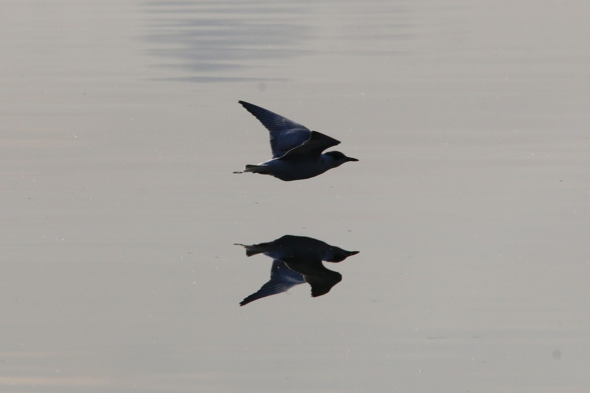 Whiskered Tern - ML609202988