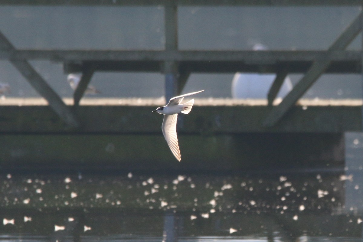 Whiskered Tern - Wigbert Vogeley