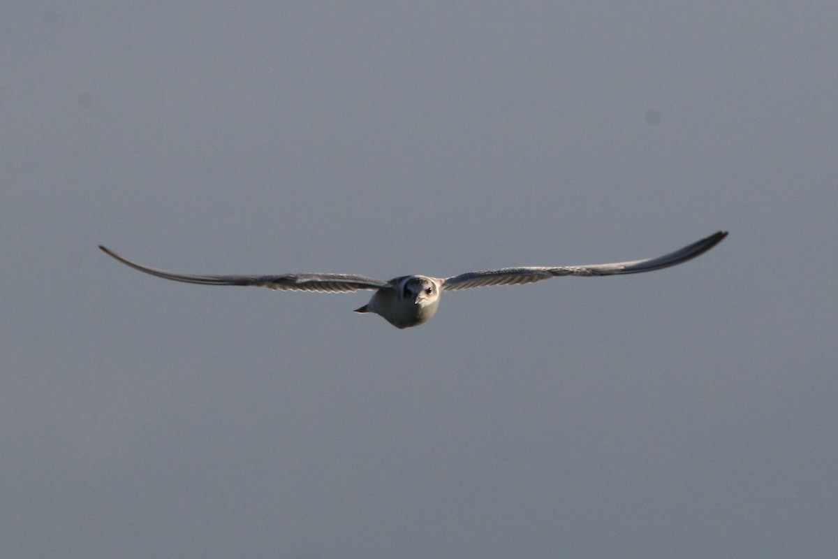 Whiskered Tern - Wigbert Vogeley