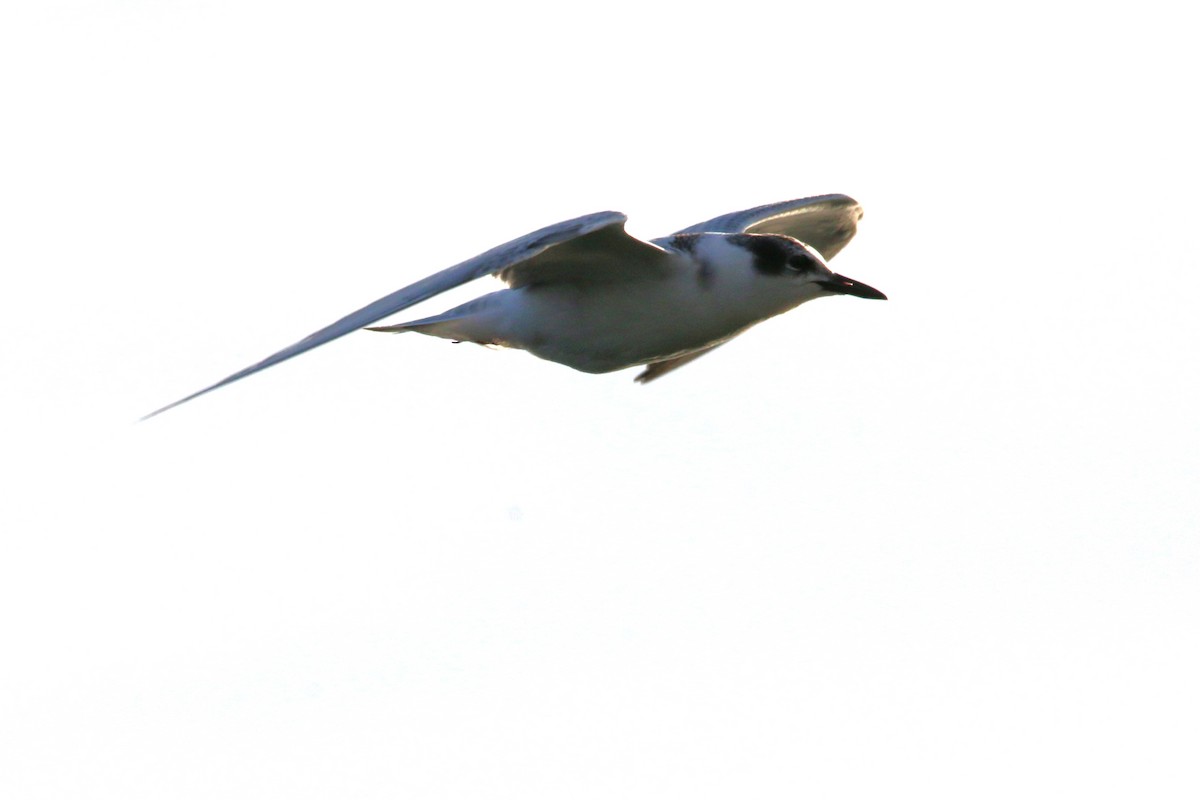 Whiskered Tern - Wigbert Vogeley