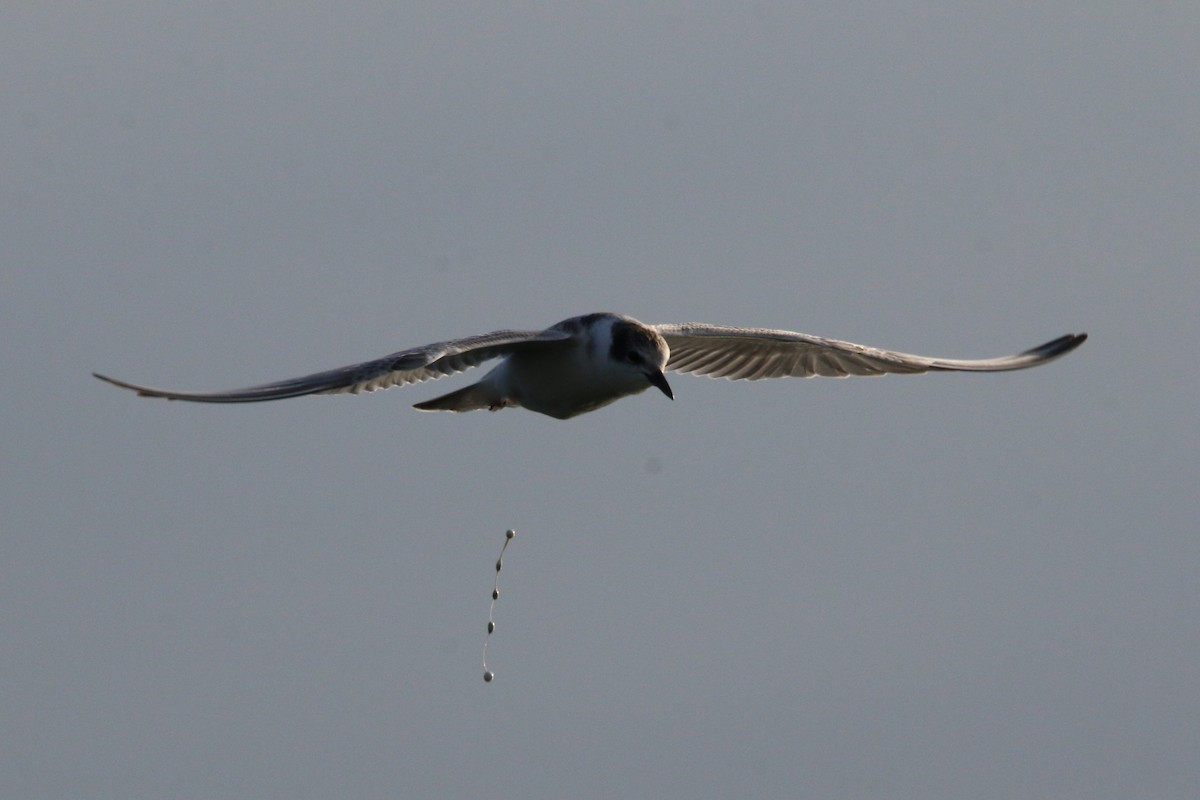 Whiskered Tern - Wigbert Vogeley