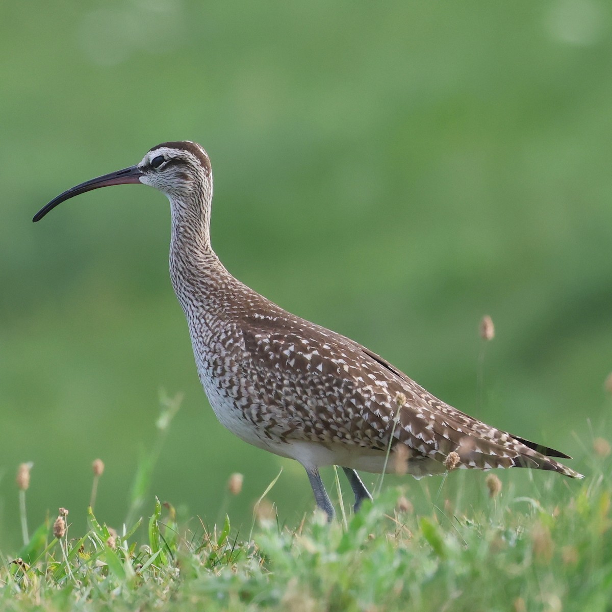 Hudsonian Whimbrel - ML609203039