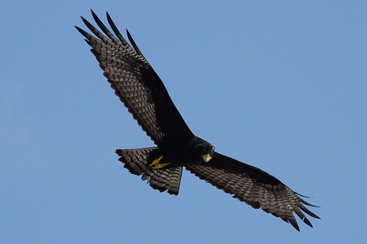 Zone-tailed Hawk - ML609203085