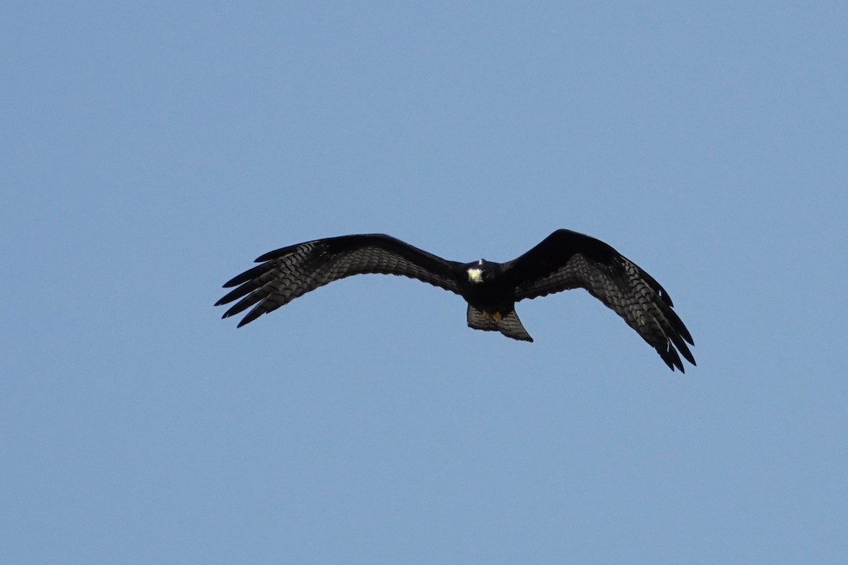 Zone-tailed Hawk - ML609203086
