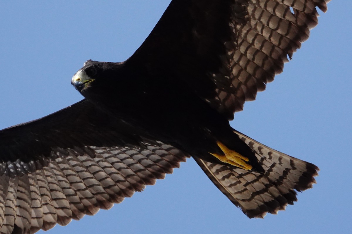Zone-tailed Hawk - ML609203087