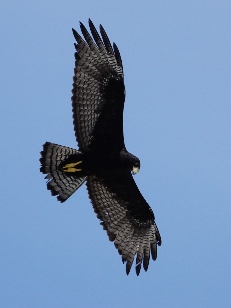 Zone-tailed Hawk - ML609203088