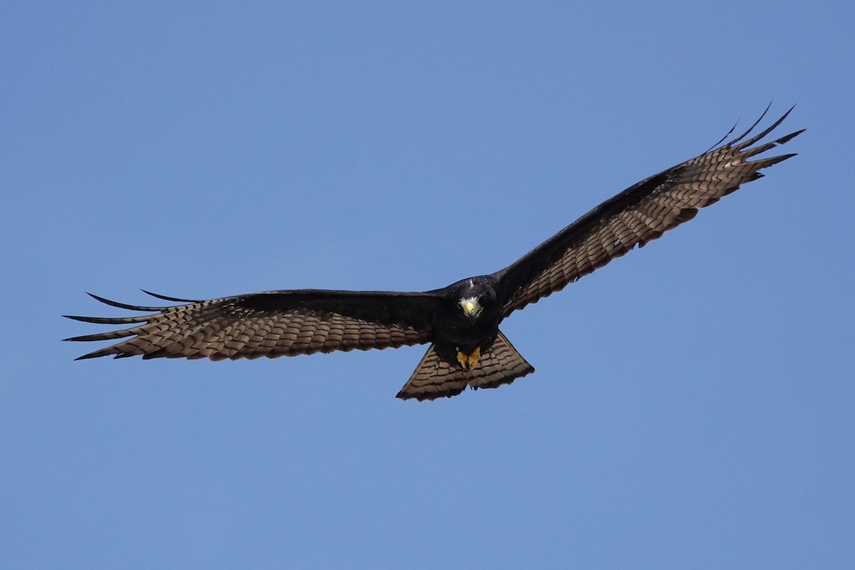 Zone-tailed Hawk - ML609203089
