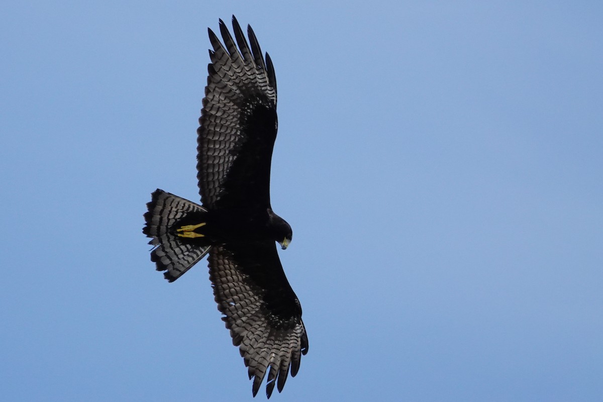 Zone-tailed Hawk - ML609203090