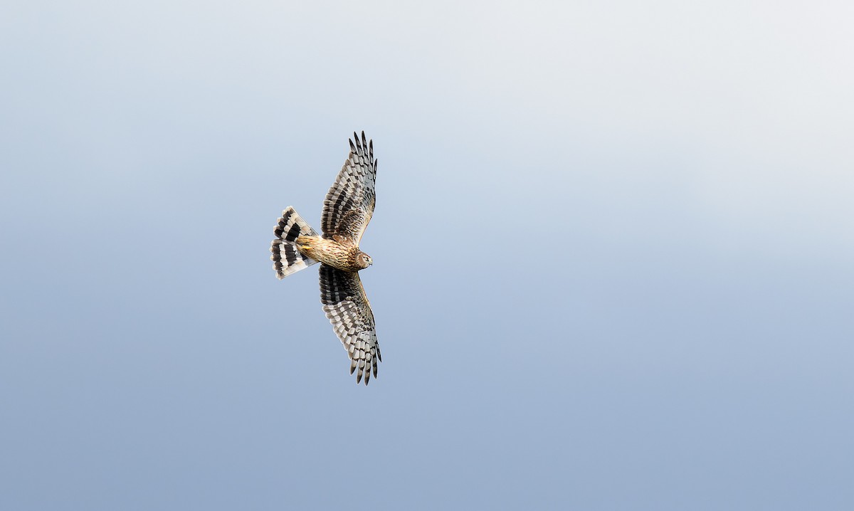 Hen Harrier - ML609203144