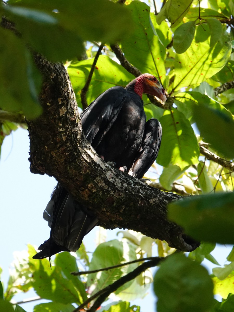 Lesser Yellow-headed Vulture - Vincent Rufray