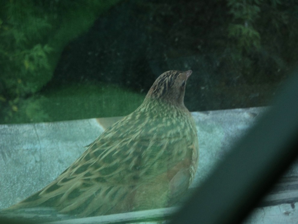 Corn Crake - ML609203156