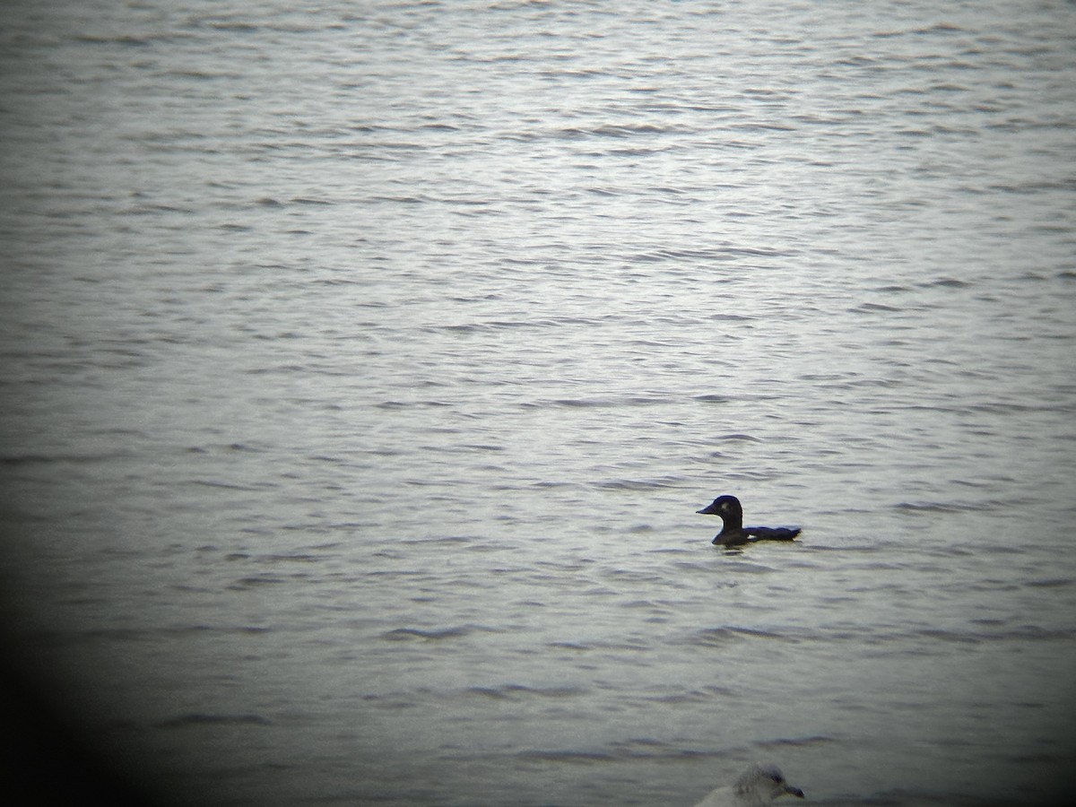 White-winged Scoter - ML609203165