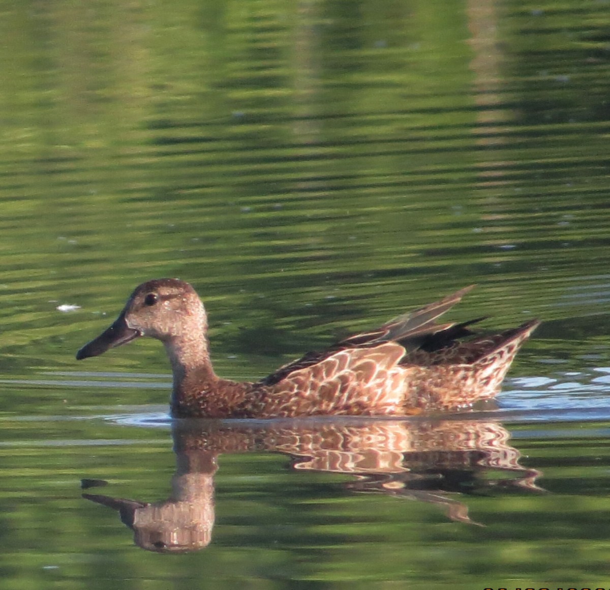 Blue-winged Teal - ML609203192