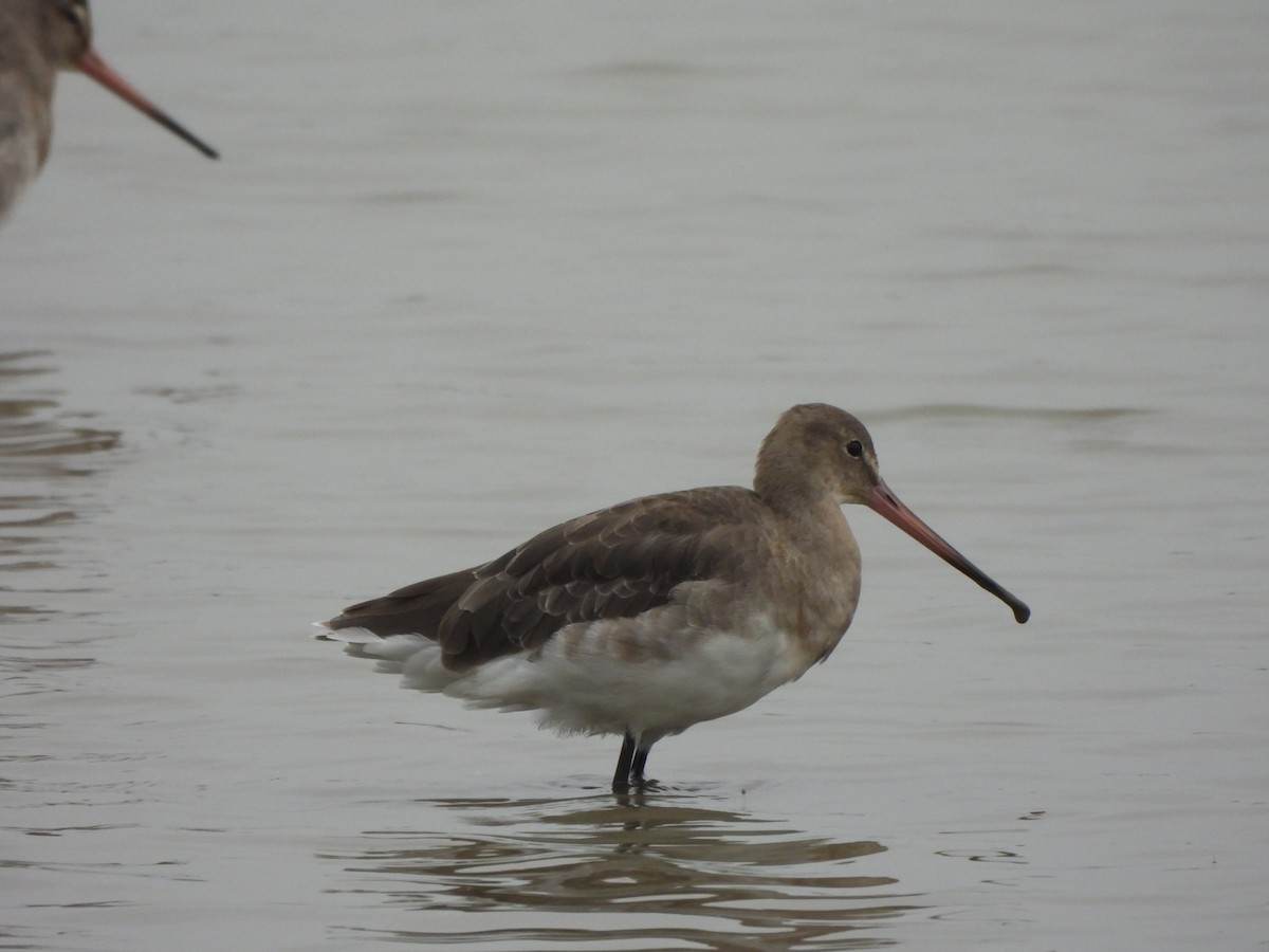 Bar-tailed Godwit - ML609203238