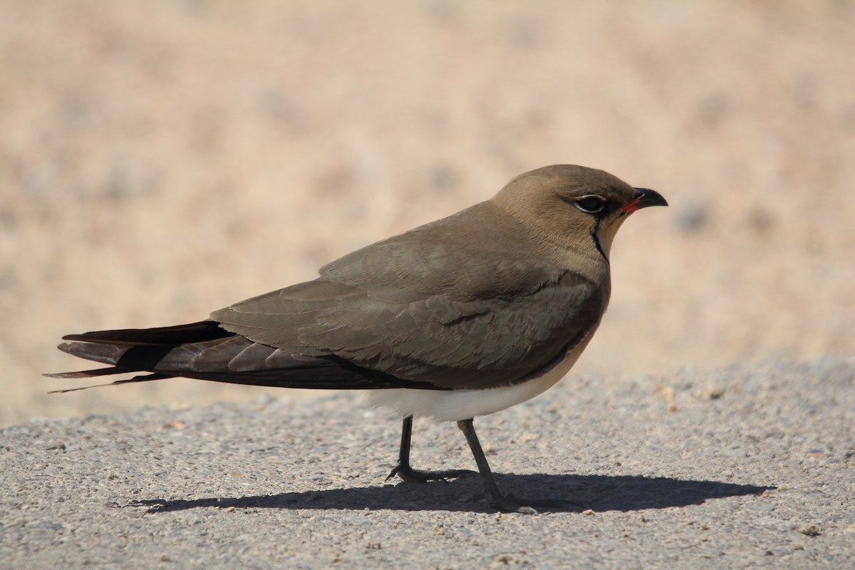 Collared Pratincole - ML609203251