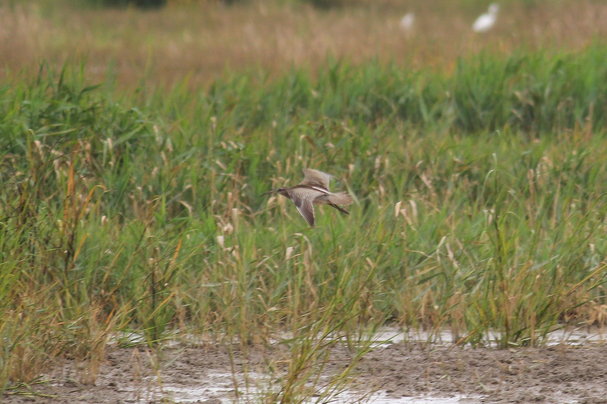 Regenbrachvogel - ML609203269