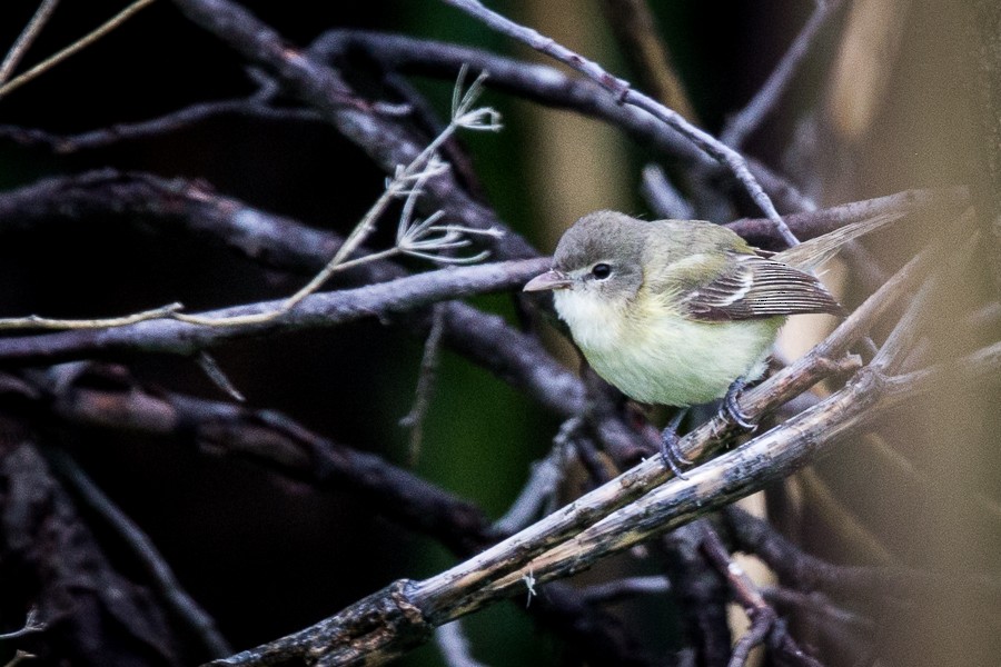 Bell's Vireo - Judith Henderson