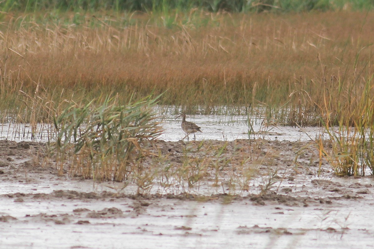 Whimbrel - ML609203321