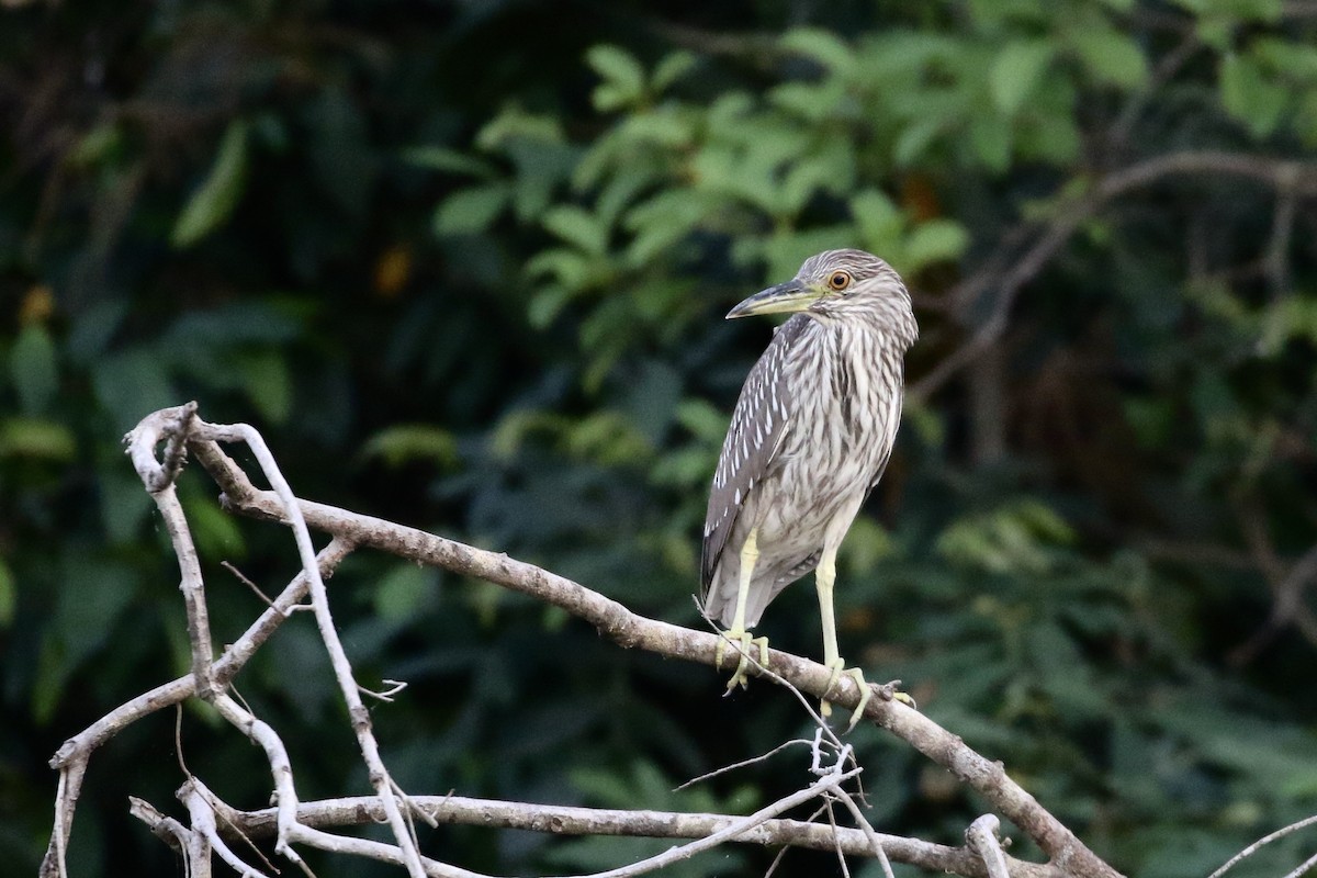 Black-crowned Night Heron - ML609203339