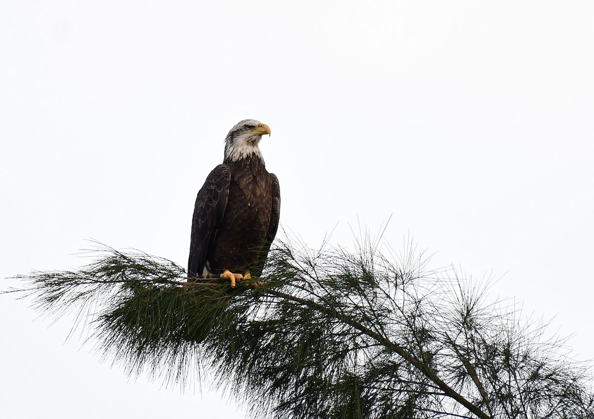 Bald Eagle - ML609203409