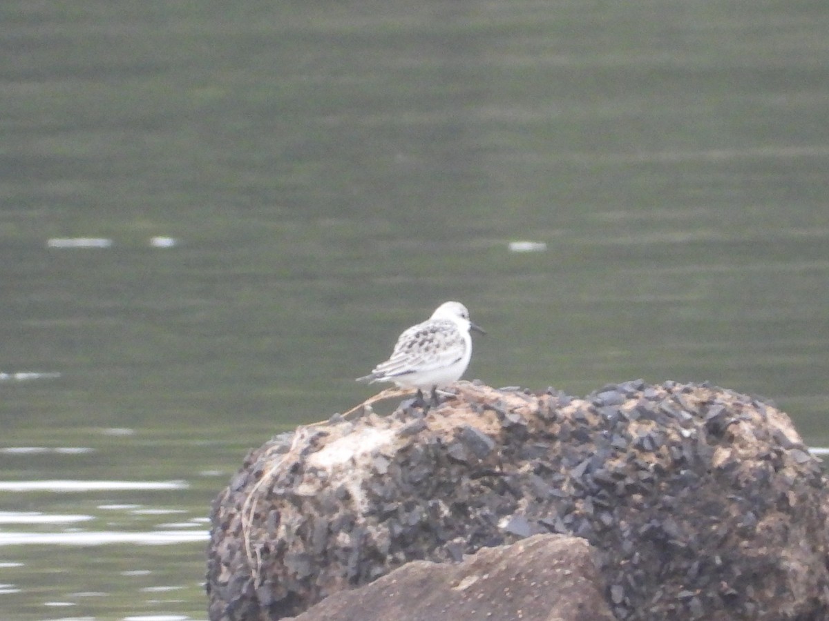 Sanderling - ML609203413