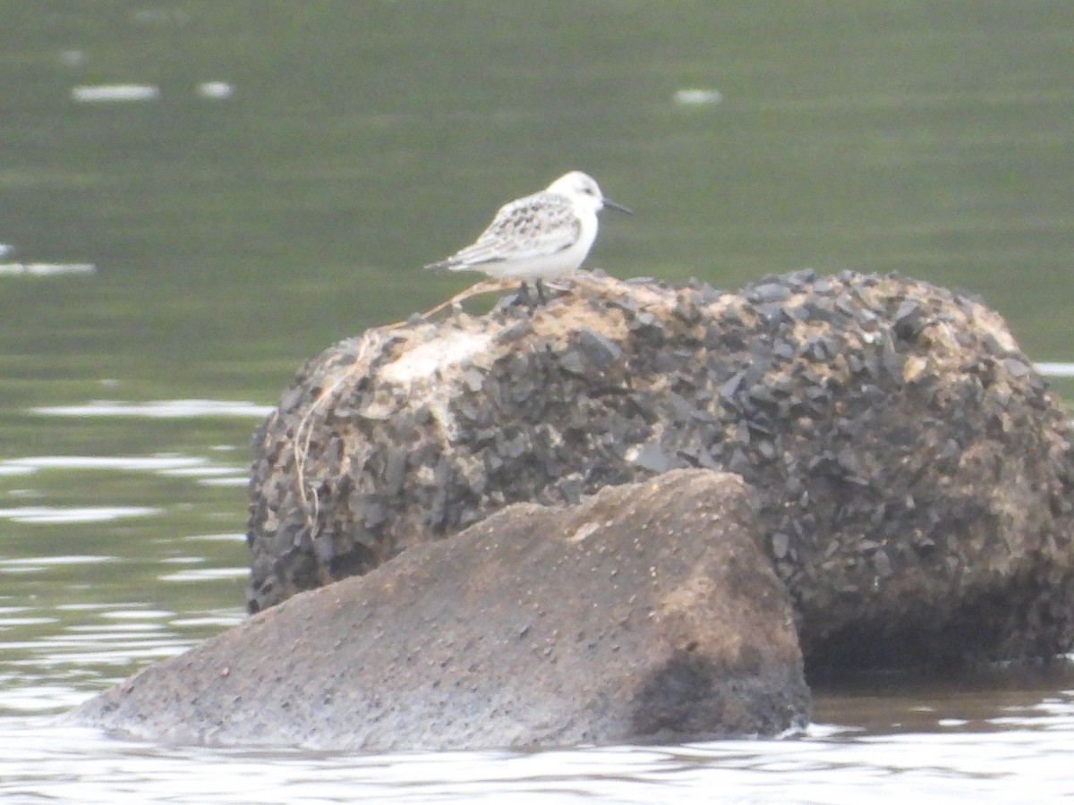 Sanderling - ML609203416