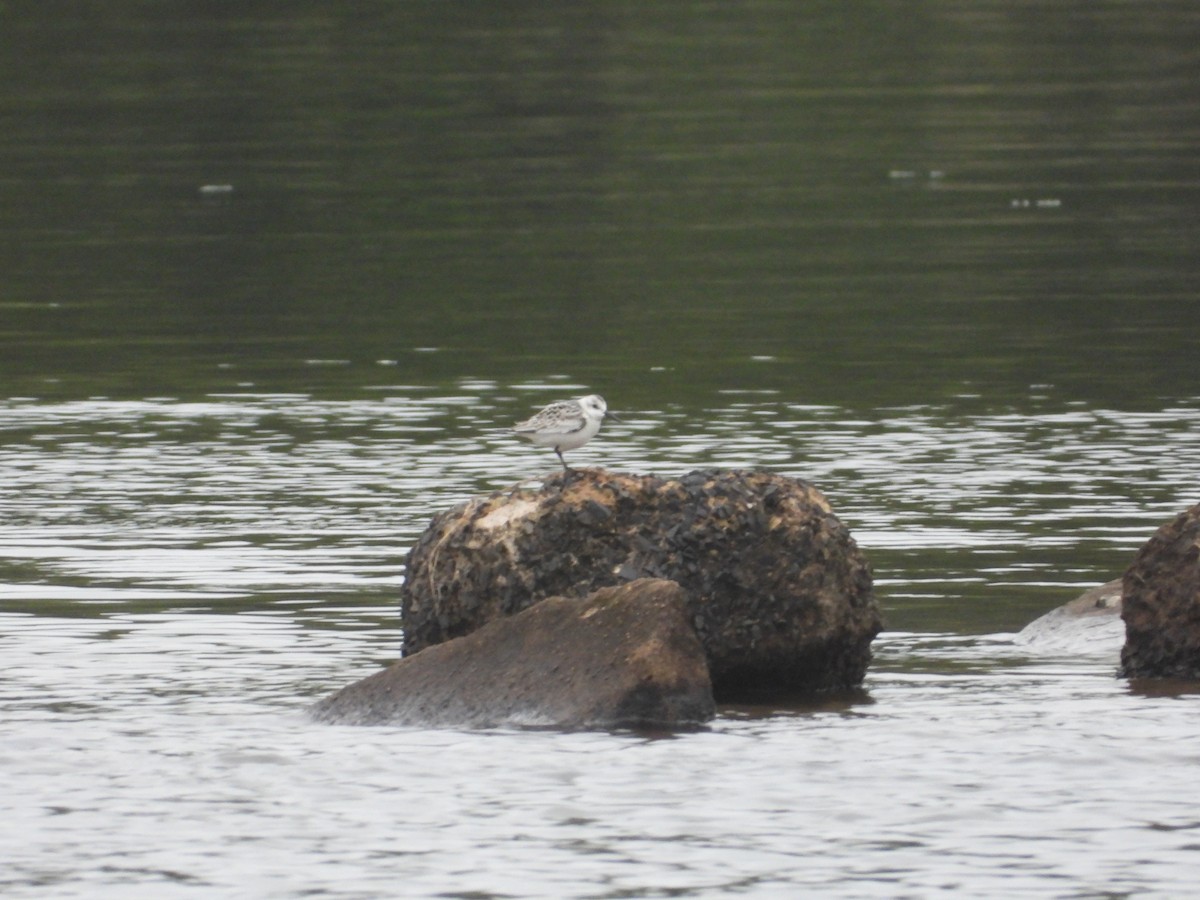 Sanderling - ML609203420