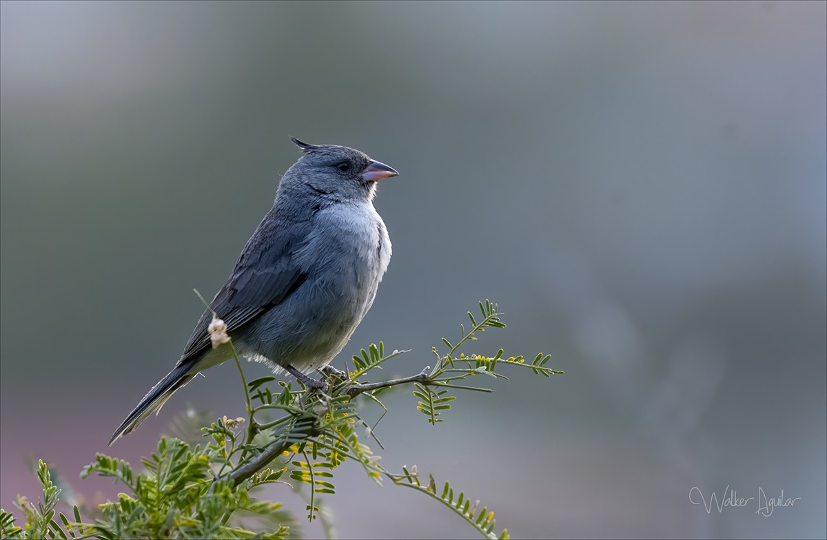 Gray-crested Finch - ML609203519