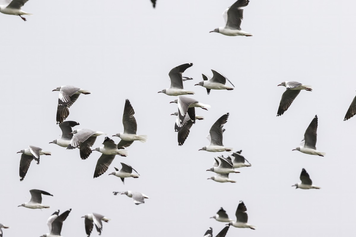 Gray-hooded Gull - ML609203615