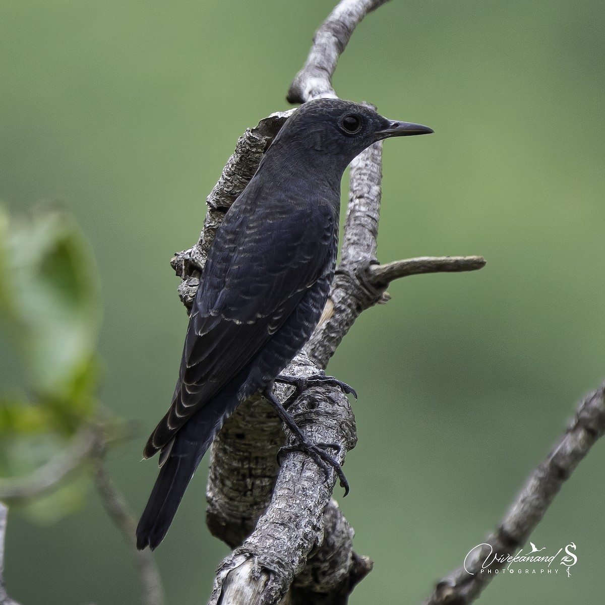 Blue Rock-Thrush - ML609203642