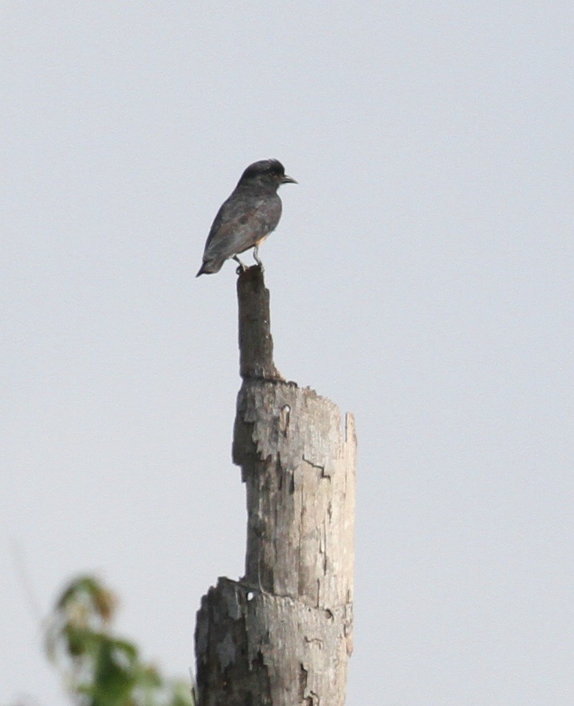 Swallow-winged Puffbird - ML609203651