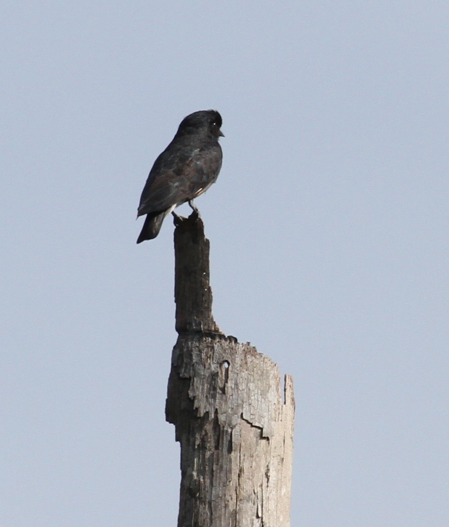 Swallow-winged Puffbird - ML609203656