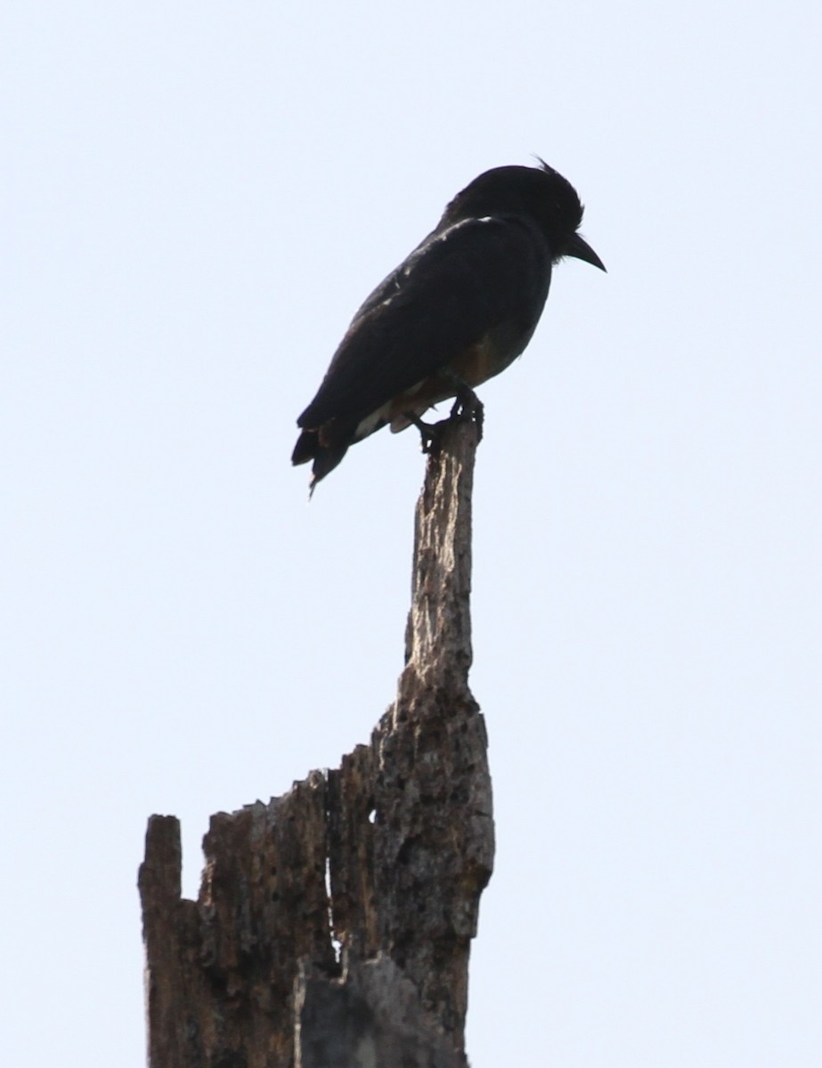 Swallow-winged Puffbird - ML609203674