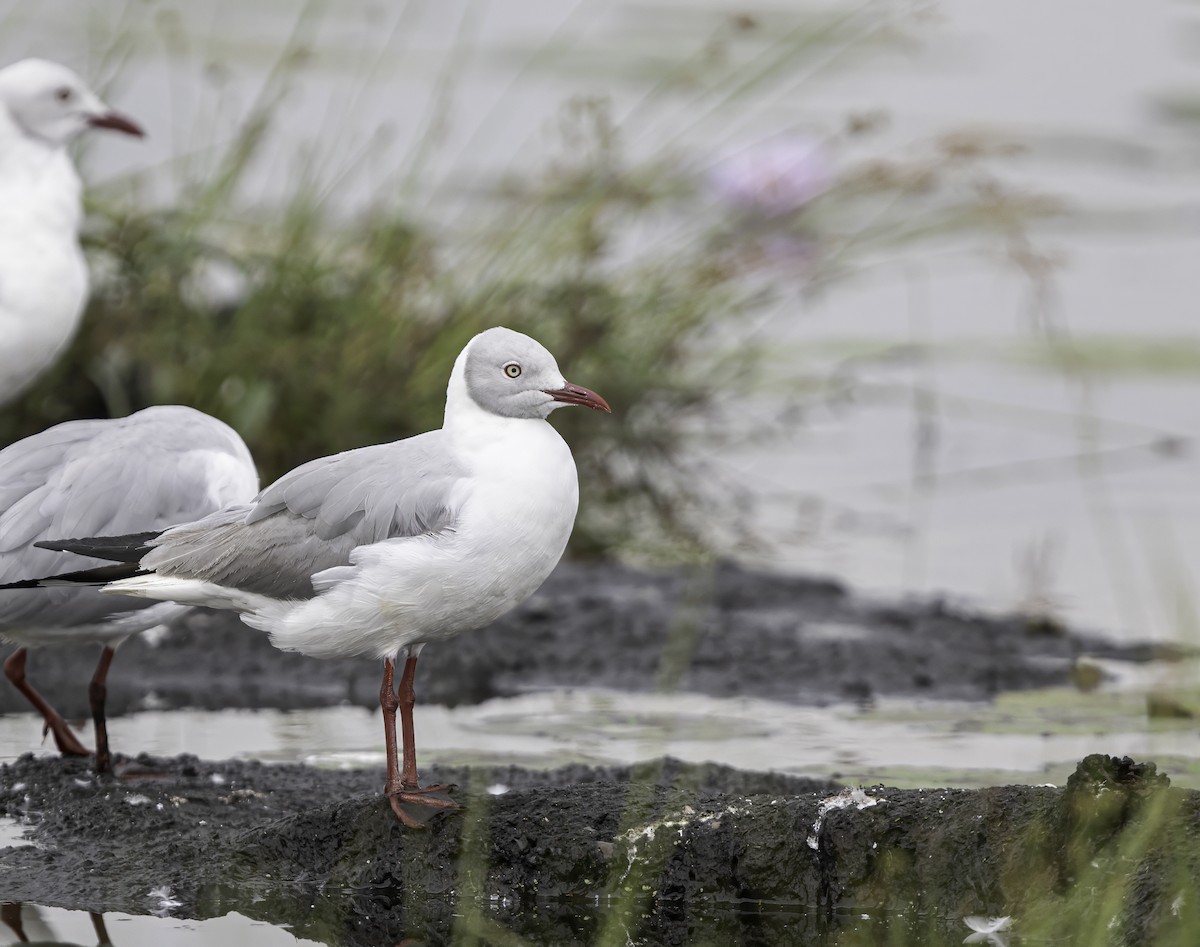 Mouette à tête grise - ML609203678