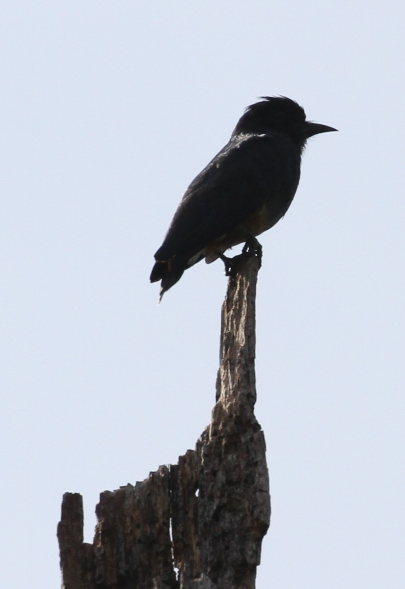 Swallow-winged Puffbird - ML609203686