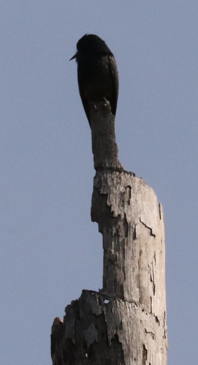 Swallow-winged Puffbird - ML609203695