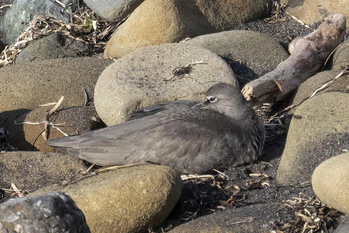 Wandering Tattler - ML609203703