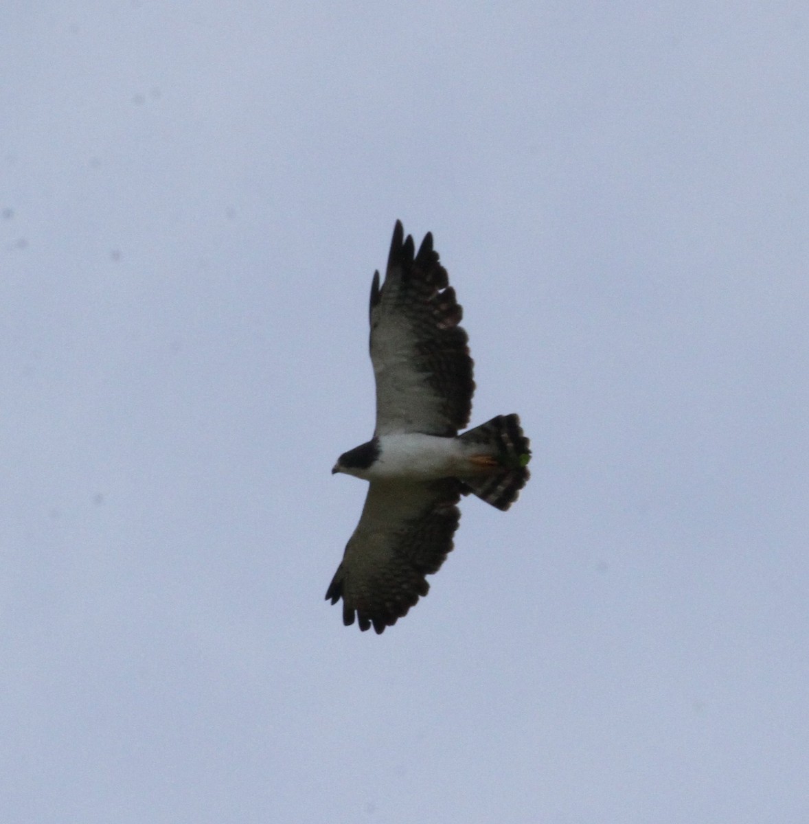 Short-tailed Hawk - ML609203754