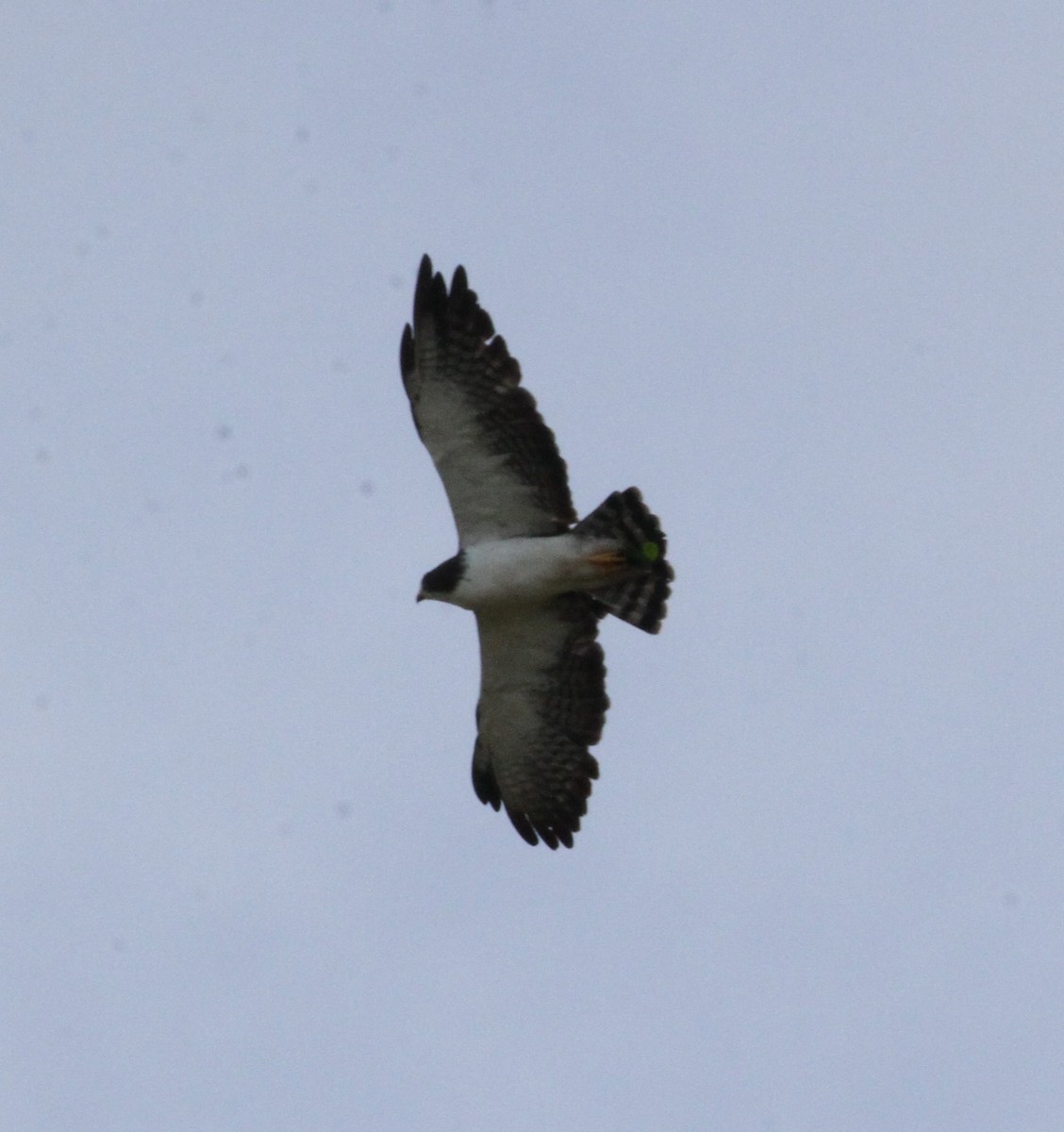 Short-tailed Hawk - Don Coons